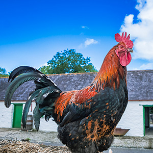 Colourful Cockeral