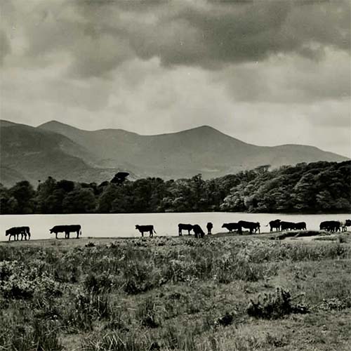 Kenmare Estate (Killarney) Sales Book (1950s)