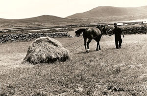 the hay for winter feed