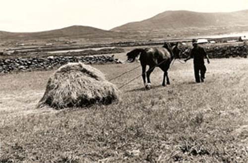 Drawing Home The Hay