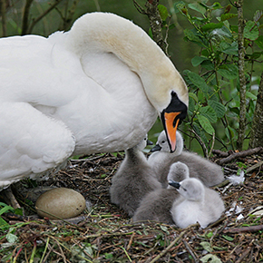 Swan with chicks